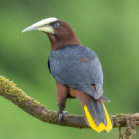 Chestnut-headed Oropendola